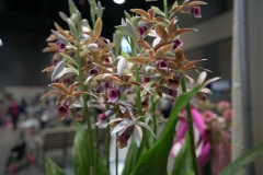 First Place Orchid